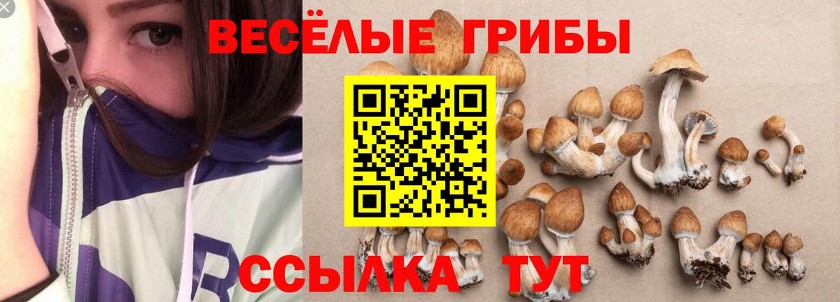 Сосновый Бор  Галлюциногенные грибы Magic Shrooms  Вход с VPN 